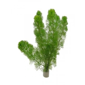 Cabomba Aquatica 6-8 Kök Canlı Su Bitkisi