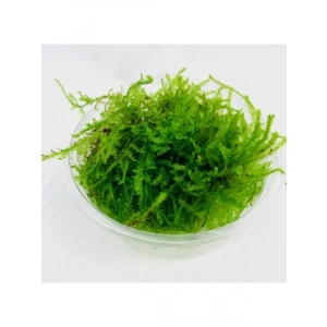 Canlı Bitki Kutu - Yeşil Doğa Dekoru