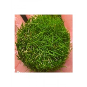 Canlı Bitki, Mini Parvula In Vitro Cup, Akvaryum İçin