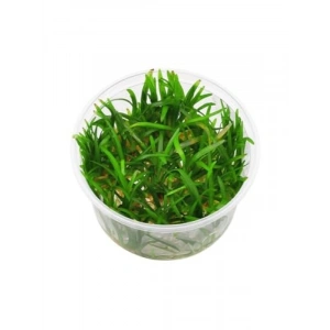 Canlı Bitki - Sagittaria Subulata İn Vitro