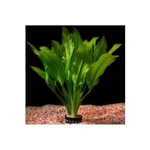 Canlı Bitki Saksısı, Echinodorus İcus Çeşidi, Akvaryum İçin Uygun