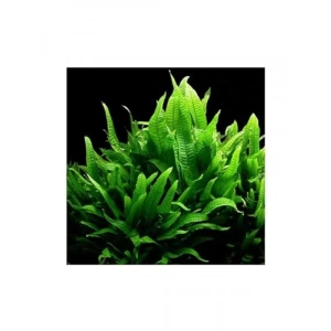 Canlı Bitki Saksısı, Microsorium Pteropus, Dekoratif Kullanım