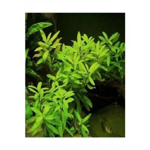 Canlı Hy gophila Polysperma Ceylon Zeytin Bitkisi - 6-8 Kök