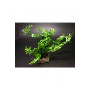 Canlı Java Fern Saksı, Dekoratif Bitki