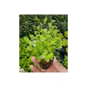 Canlı Lysimachia Nummularia Bitkisi