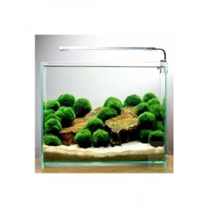 Canlı Marimo Moss Ball Yosun Topu 2-3cm Dekoratif Bitki