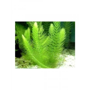 Canlı Myriophyllum Spicatum Tilki Kuyruğu Bitkisi