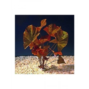 Canlı Nymphaea Lotus Bitkisi, Tek Soğan