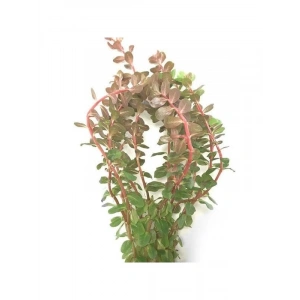 Canlı Rotala Rotundifolia Reddish Saksı Bitki