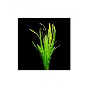 Canlı Vallisneria Spiralis Saksı Bitkisi