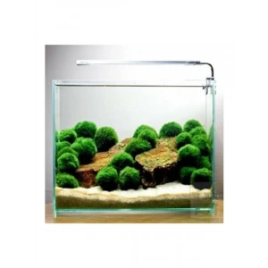 Canlı Yosun Topu, Marimo Moss Ball, İthal Bitki, 2-3cm Boyutunda