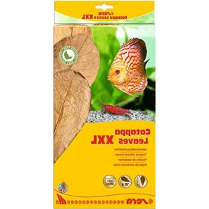 Catappa Yaprağı, 32 Cm Uzunluğunda, Doğal Ürün