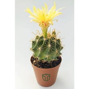 Çiçek Açan Kaktüs, 5.5 cm Saksıda, İç Mekan Bitkisi için Uygun