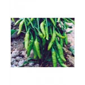 Cin Biber Tohumu - Aksel 10 gr