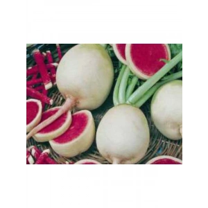 Çin Turp Tohumu - Aksel - 10 gr