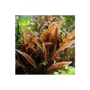 Cryptocoryne Wendtii Brown Saksı, Canlı Akvaryum Bitkisi