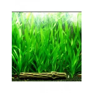 Dev Saz 1 Bağ Akvaryum Bitkisi, Canlı ve Sağlıklı Bitkiler