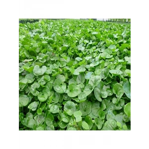 Dichondra Repens Çim Tohumu, 1 kg Boyut
