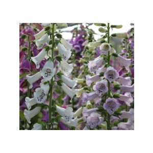 Digitalis Çiçeği Tohumu - Yüksek Kaliteli