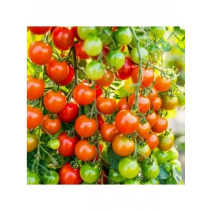 Doğal Cherry Domates Tohumu - Yüksek Verim