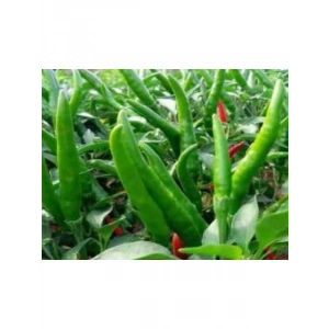 Doğal Cin Biberi Tohumu - 1 Paket