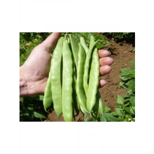 Doğal Fasulye Tohumu Alman Ayşe (Sırık)