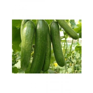 Doğal İnce Salatalık Tohumu