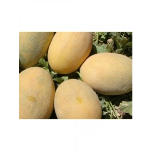 Doğal Kavun Tohumu - Ananas Çeşidi
