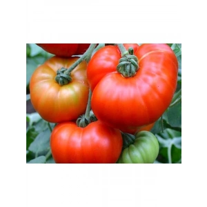 Doğal Marmande Domates Tohumu