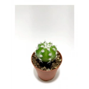 Echinopsis Subdenudata Kaktüsü, Bahçe ve İç Mekan İçin Uygun