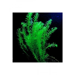 Eledoa Canlı Bitki - 5 Kök