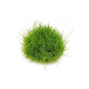 Eleocharis Parvulus In Vitro - Canlı Bitki 200cc