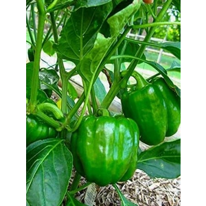 Erdem Garden Doğal Antep Dolma Biberi Canan 100 Ad. Tohum