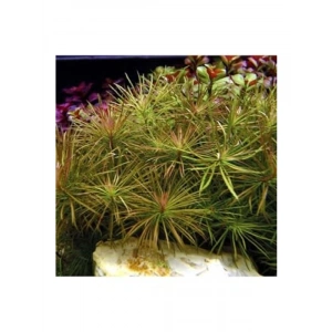 Eusteralis Stellata Saksı Canlı Bitki