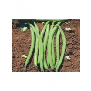 Fasulye Beymen Tohumu - 10 Gr