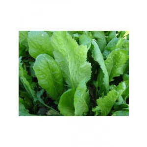 Geniş Yapraklı Doğal Tere Tohumu
