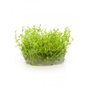 Gratiola Viscidula In Vitro Cup Canlı Bitki