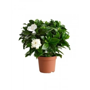 Hediyelik 1 Adet Gardenya Çiçeği Saksısı, 30-45 cm Uzunlukta