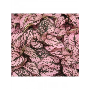 Hostes Çiçeği Tohumu - Pembe Çilli Yapraklı (5 Tohum)