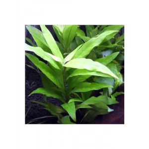 Hygrophila Corymbosa Angustifolia, Saksı Canlı Bitki