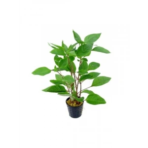 Hygrophila Corymbosa - Limon Saksı Bitkisi, Canlı ve Sağlıklı