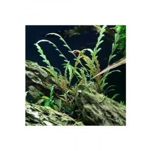 Hygrophila Pinnatifida In Vitro Canlı Bitki