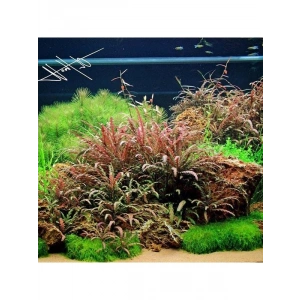 Hygrophila Pinnatifida Saksı - Canlı Bitki