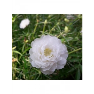 İpek Çiçeği Tohumu - Duble Katlı - Beyaz (25 Tohum)