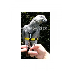 Jako Papagan Tasması