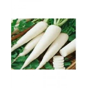 Japan Turp Tohumu - 10 gr