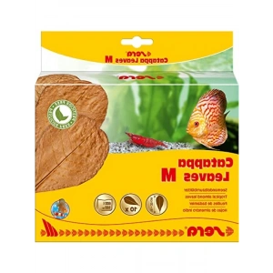 Kaliteli Catappa Yaprağı, M Boyut (18 cm) - 10 Adet