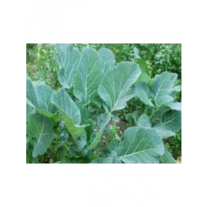 Karadeniz Lahana Tohumu - 10 Gram