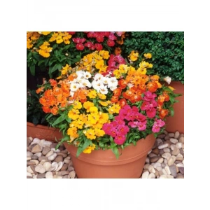 Karışık Nemezya Çiçeği F1 Tohumu - 10 Adet