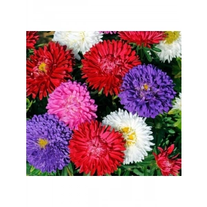 Karışık Renkli Aster Kasımpatı Tohumu - 20 Tohum